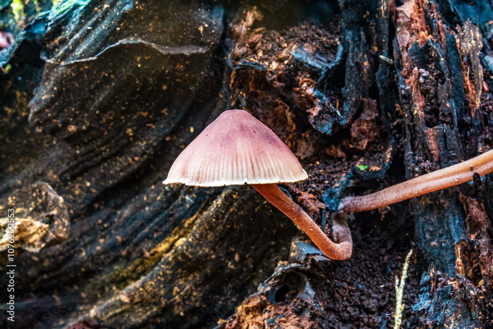 Fototapeta premium Macro - Forest - Europe, Romania, Suceava region
