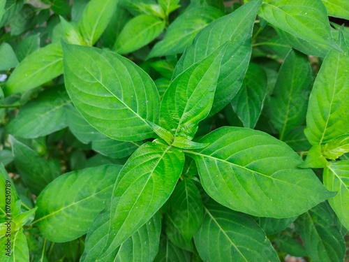 A close up of a plant