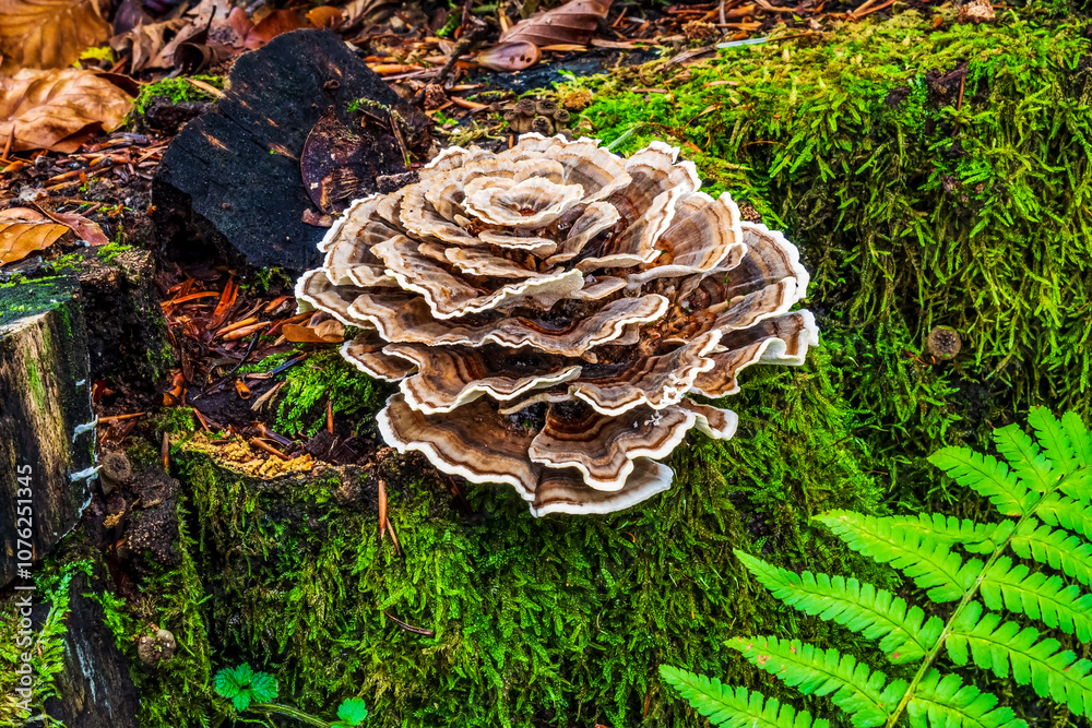 Macro - Forest - Europe, Romania, Suceava region Macro - Forest - Europe, Romania, Suceava region