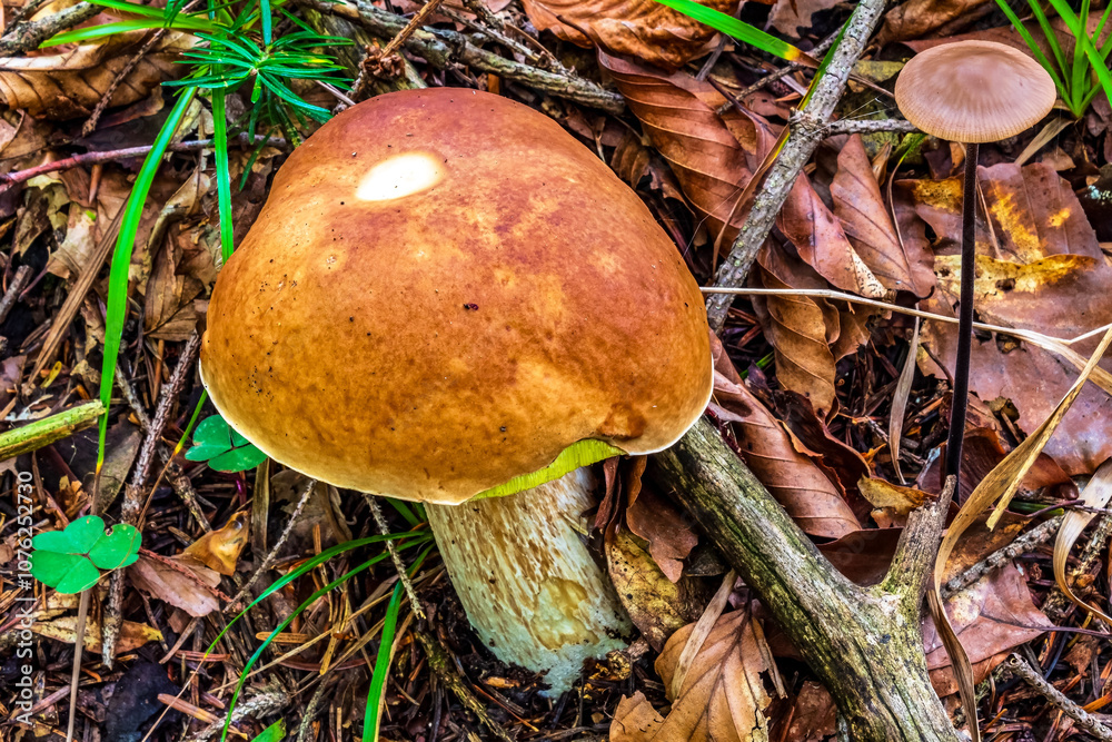 Macro - Forest - Europe, Romania, Suceava region Macro - Forest - Europe, Romania, Suceava region
