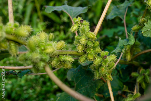 Xanthium strumarium (rough cocklebur, Noogoora burr, clotbur, common cocklebur, large cocklebur, woolgarie bur) herbs plants. photo