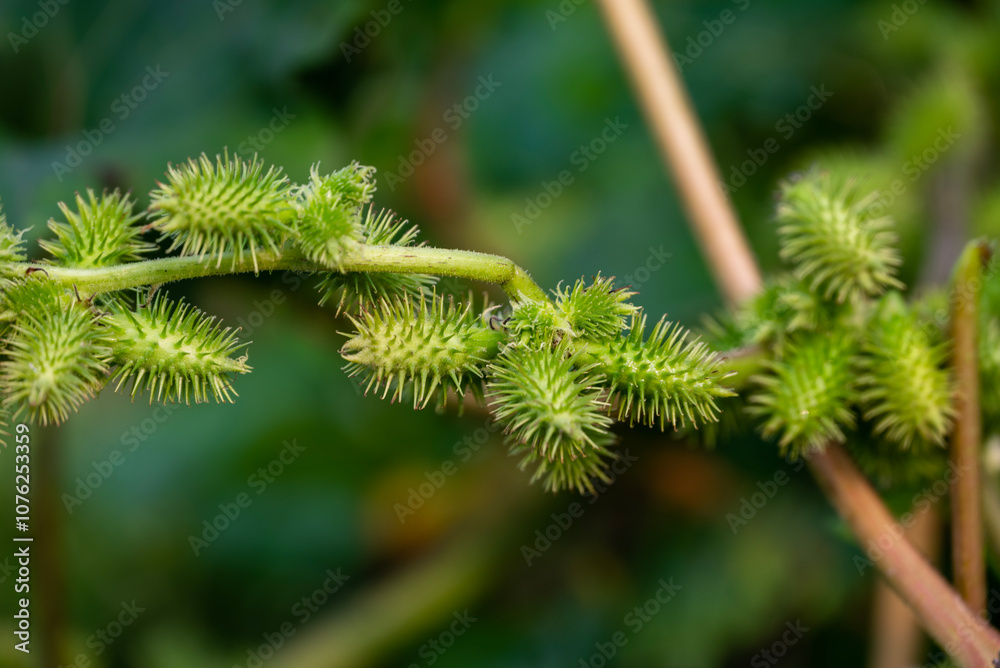 Xanthium strumarium (rough cocklebur, Noogoora burr, clotbur, common cocklebur, large cocklebur, woolgarie bur) herbs plants. Xanthium strumarium (rough cocklebur, Noogoora burr, clotbur, common cocklebur, large cocklebur, woolgarie bur) herbs plants.