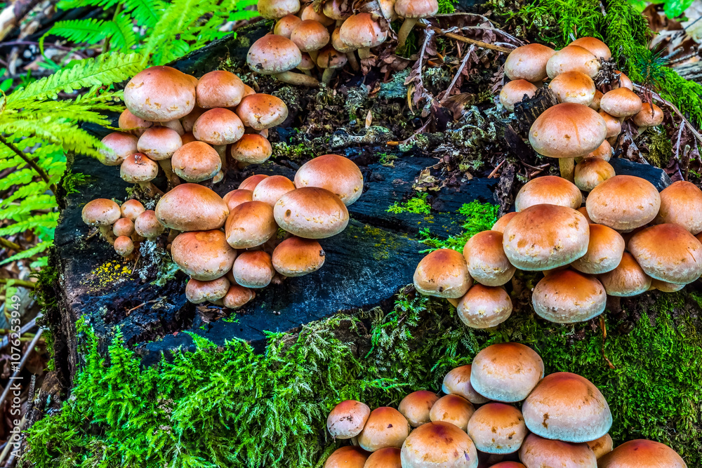 Macro - Forest - Europe, Romania, Suceava region Macro - Forest - Europe, Romania, Suceava region