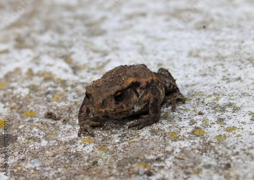 Crapaud commun Bufo Bufo photo