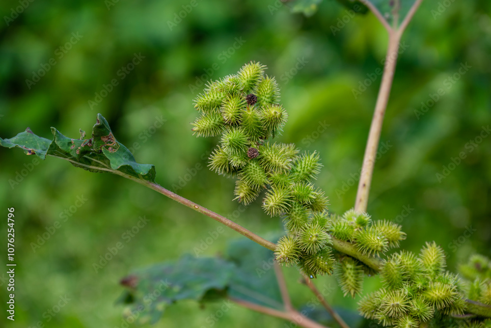 Xanthium strumarium (rough cocklebur, Noogoora burr, clotbur, common cocklebur, large cocklebur, woolgarie bur) herbs plants. Xanthium strumarium (rough cocklebur, Noogoora burr, clotbur, common cocklebur, large cocklebur, woolgarie bur) herbs plants.
