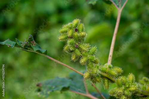 Xanthium strumarium (rough cocklebur, Noogoora burr, clotbur, common cocklebur, large cocklebur, woolgarie bur) herbs plants. photo