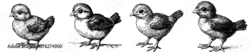 An engraved black and white illustration of an isolated chicken