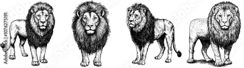 An illustration of a modern black and white lion drawn with linear paint photo