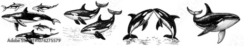 Drawn in black and white linear paint, this killer whale illustration is black and white