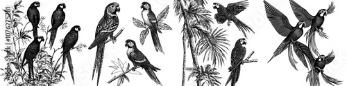 Wallpaper Mural Bird silhouettes isolated on white of modern parrots and amazon jungle birds Torontodigital.ca