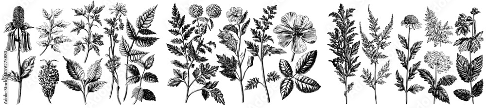 The botanical set contains sketches of flower petals and branch tips in a modern style. The botanical set contains sketches of flower petals and branch tips in a modern style.