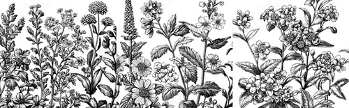 Handdrawn herbs and flowers create a modern seamless pattern