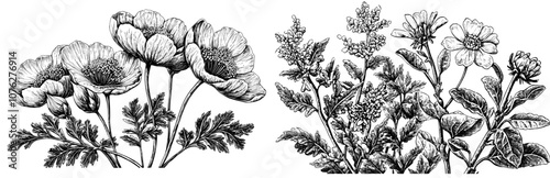 An elegant collection of detailed drawings of different botanical flowers and decorative flowering plants. Colorful realistic modern floral decorations.