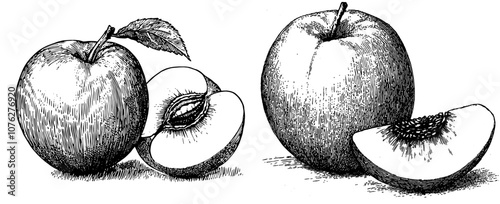Illustration of a hand-drawn isolated peach in engraving