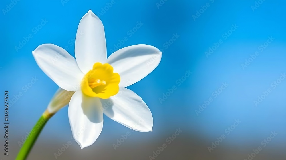 A Single White Daffodil Flower Against a Blue Sky A Single White Daffodil Flower Against a Blue Sky