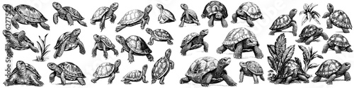 Wild turtles, terrapins and turtles isolated on white background. Nature illustration of turtle wildlife and terrapins in the wild.