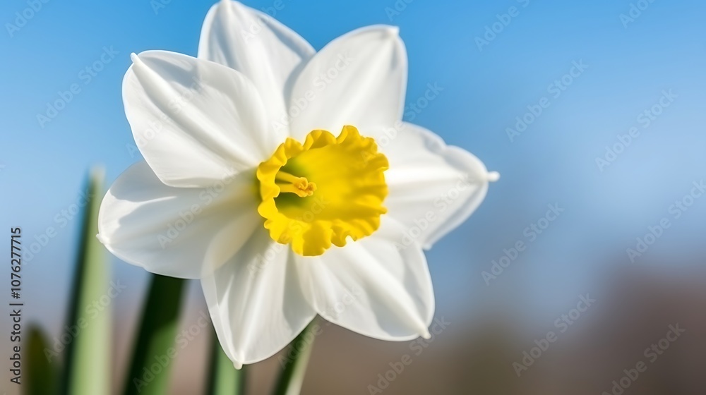 A Close-Up View of a White Daffodil with a Yellow Center Against a Blue Sky A Close-Up View of a White Daffodil with a Yellow Center Against a Blue Sky