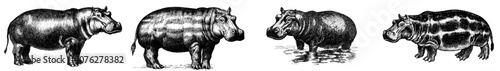 Isolated hippo illustration engraved in black and white
