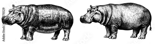 An isolated hippo in black and white engraved on a modern background