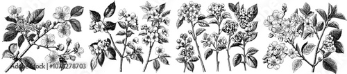 Spring almonds, sakuras, apple trees, hand drawn drawings. Cute black ink illustration against white background. Realistic floral illustration sketch.