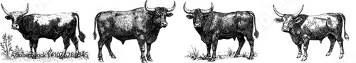 Modern black and white engrave illustration of a bull