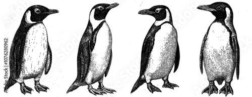 Penguin illustration in black and white linear paint