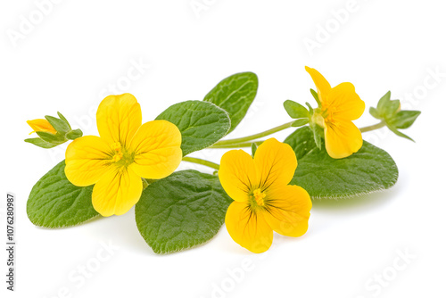 Bright yellow flowers with fresh green leaves on isolated white background, showcasing natural beauty and elegance, perfect for floral art, nature photography, and design inspiration