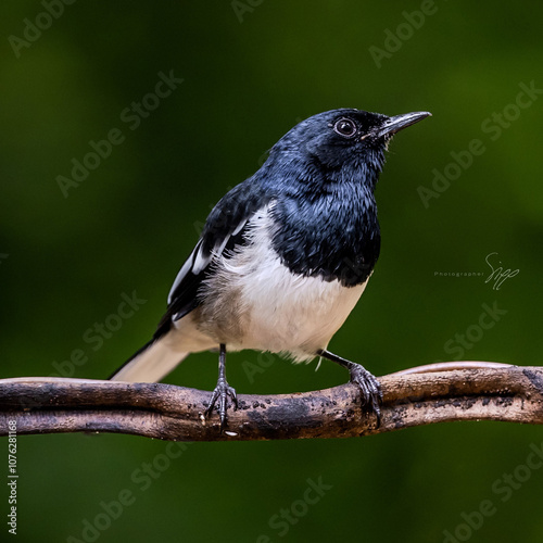 Oriental Magpie Robin in Thailand