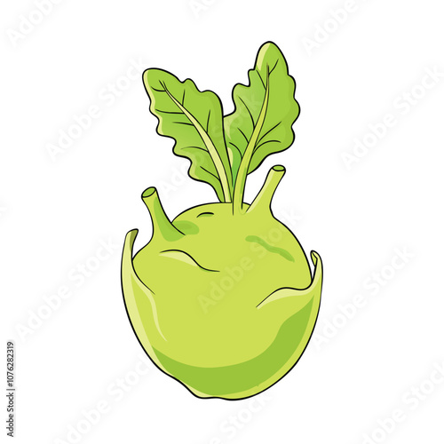 Vector Cartoon Kohlrabi Cabbage illustration