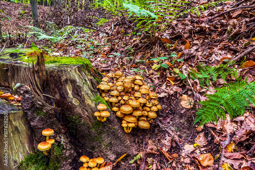 Macro - Forest - Europe, Romania, Suceava region