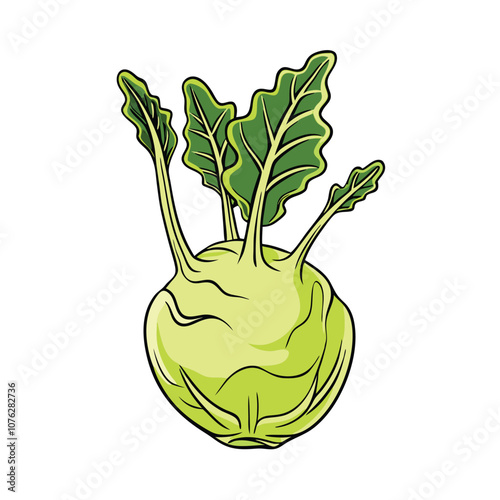 Vector Cartoon Kohlrabi Cabbage illustration