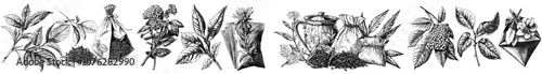Sketch of dried tea leaves. Engraved fresh and dry leaves. Flowers and teabags on plant branch. Modern botanical collection.