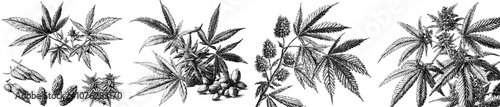 The leaves, branches, seeds and flowers of cannabis. Vintage botanical illustration.