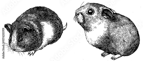 Embossed black and white illustration of an isolated guinea pig