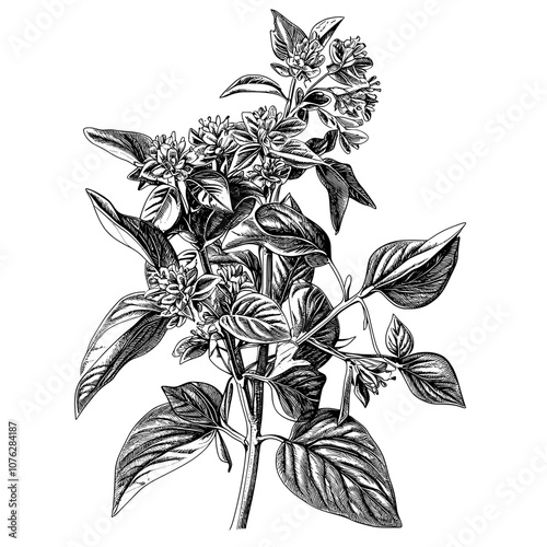 The herb marjoram or oregano, on a twig, is shown in monochrome in this modern illustration.