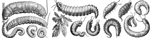 Insect caterpillar cartoon, cute garden and forest wildlife animals. Summer centipede doodle in cute baby lavra modern set.