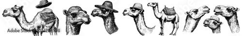 Isolated camel set with black and white engraving