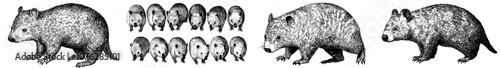 Modern illustration of isolated black and white wombats
