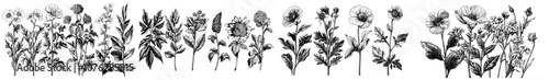 Various wild flowers and herbs, ink drawings of wild flowers, brush paintings of herbs, floral drawings collection in black and white. Chrysanthemums or chamomiles.