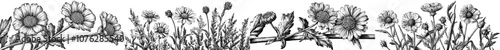 Hand drawn illustrations of daisies and cornflowers on a white background, an illustration of wild plants in a modern style