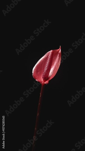 close-up of bright red small variety of anthurium andreanum isolated black background, ornamental indoor flamingo flower in slow motion 60fps photo