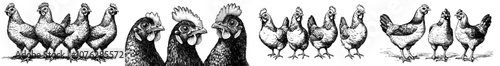 The hen fowl background rooster modern art illustration is engraved on an isolated chicken set.
