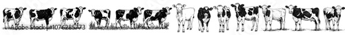 Illustrations with ink sketch of vintage engrave isolated cow set. Bull background with calf in modern style