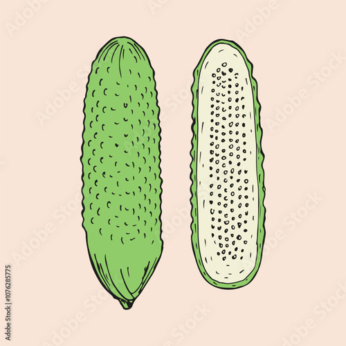 Cucumber sketch outline illustration. Simple doodle drawing in engraving style. Hand drawn vector line art clipart isolated on beige background