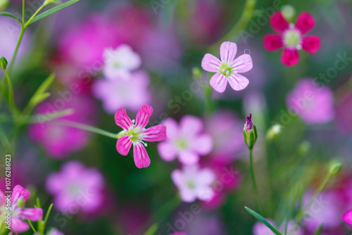 Delicate Pink and Purple Wildflowers Blooming in a Vibrant Meadow Under Soft Natural Light, Creating a Picturesque Spring Landscape Filled with Colorful Flora