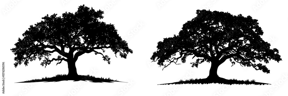 A large tree silhouette in black and white. Tree element for creating a group of plants