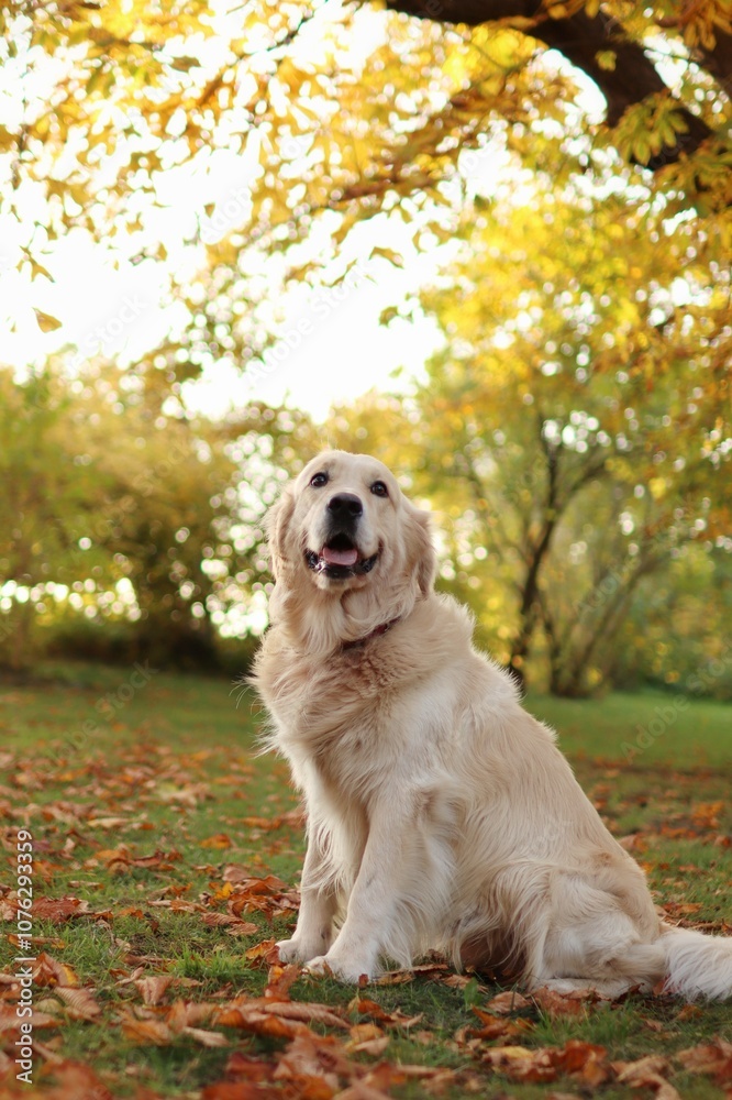 golden retriever sitting in the park. golden retriever sitting in the park.