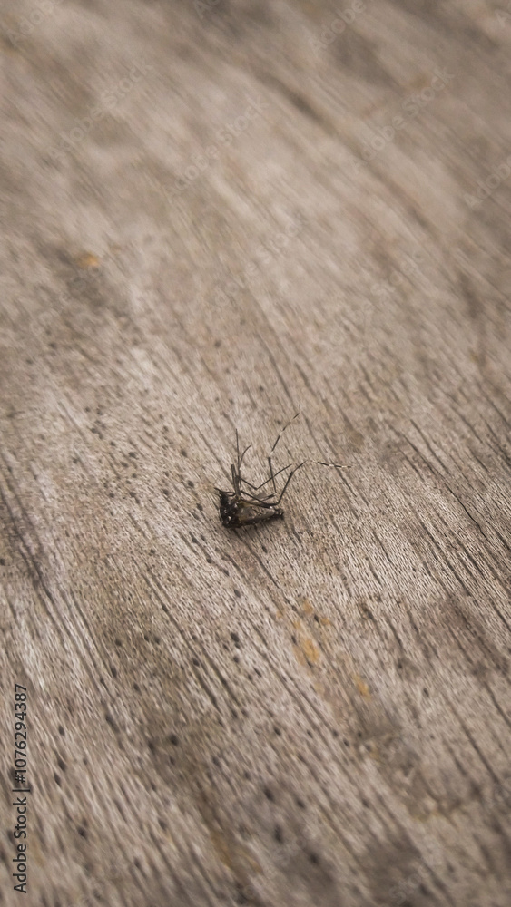 A dead mosquito lying on a wooden surface, with delicate details of the wood grain visible. The earthy tones of the wood create a natural, rustic background. A dead mosquito lying on a wooden surface, with delicate details of the wood grain visible. The earthy tones of the wood create a natural, rustic background.