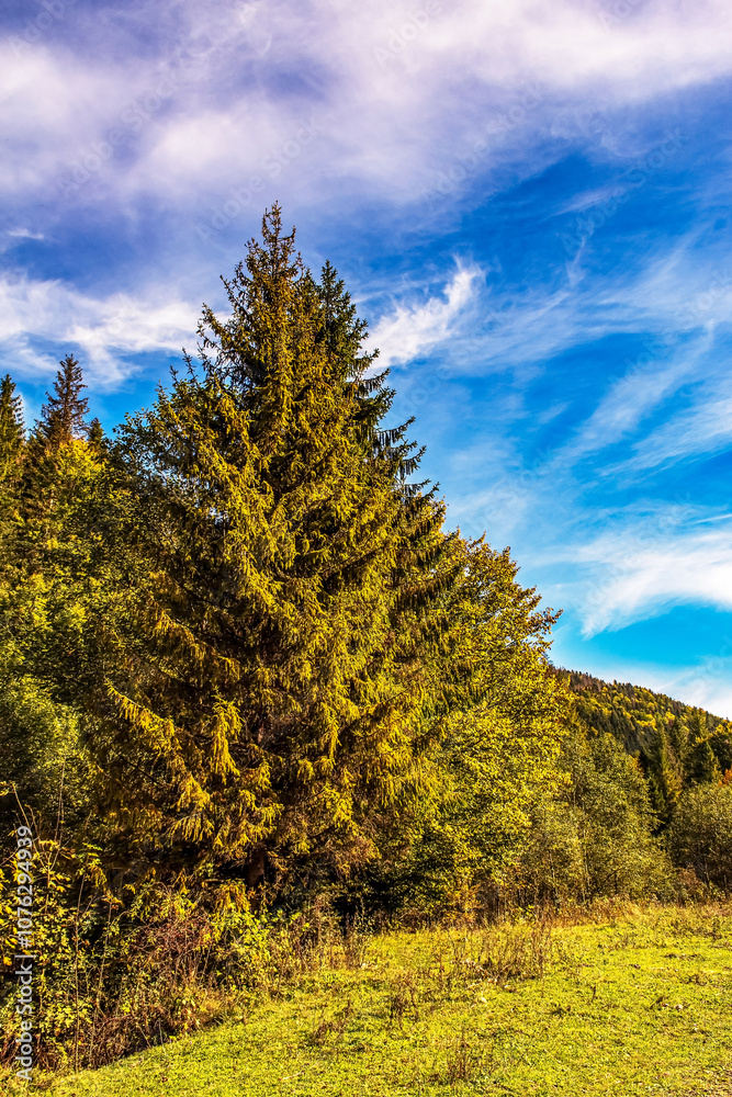 Landscapes - Forest - Europe, Romania, Suceava region