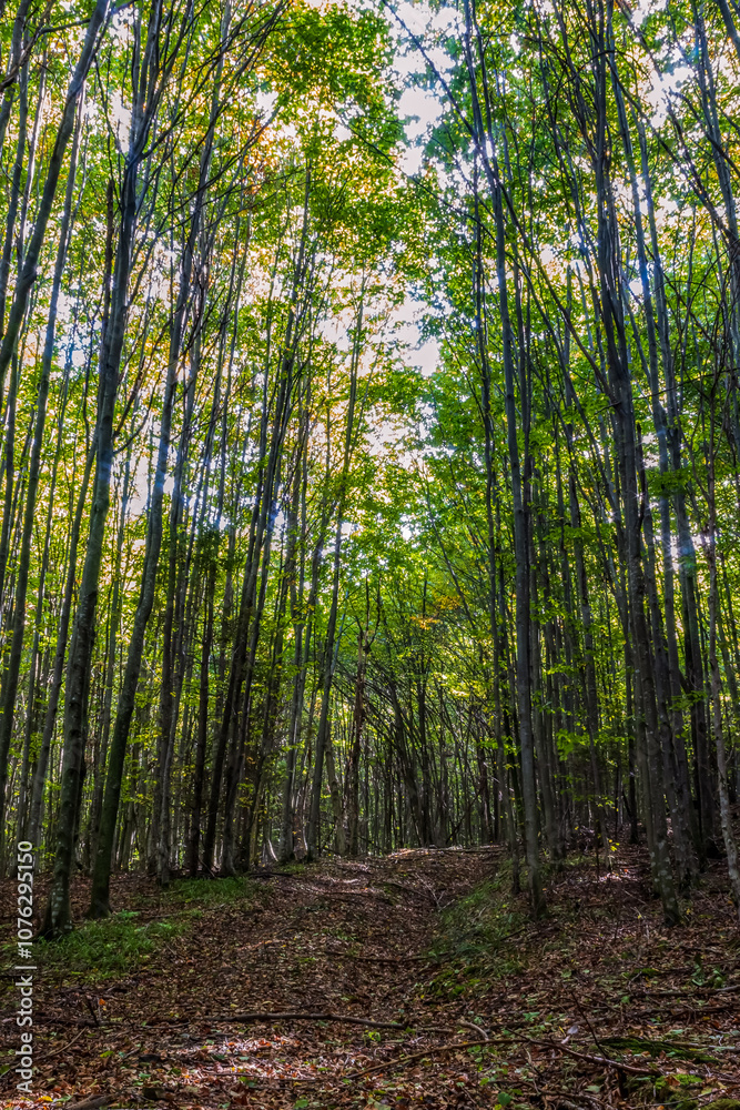 Obraz premium Landscapes - Forest - Europe, Romania, Suceava region